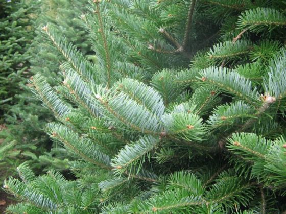 Christmas Trees – Lake Forest Gardens